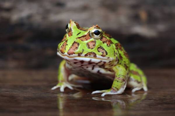 Horned Frog